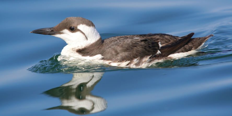 Guillemot de troïl posé en haute mer